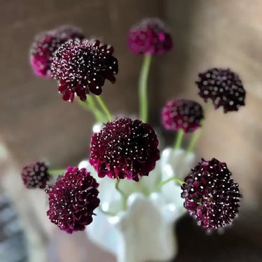 Scabiosa Atropurpurea Seeds