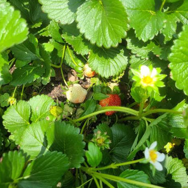 Mignonette Strawberry Seeds