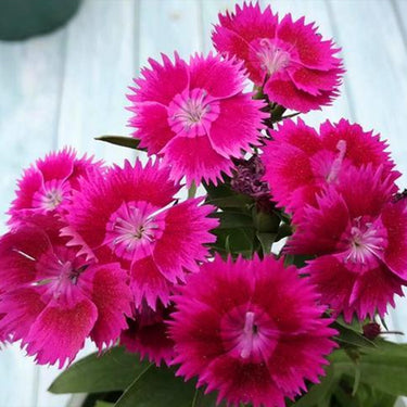 Ideal Violet Dianthus Seeds