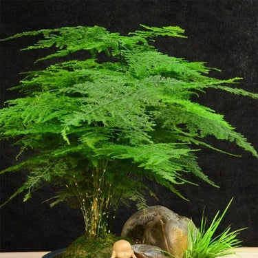 Myriocladus, Asparagus Fern Seed