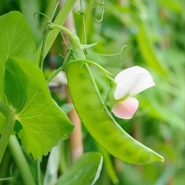 Snow Pea