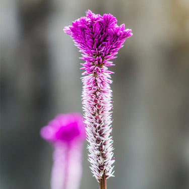 Celosia Cristata Seeds-Fresh Look Purple