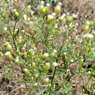 Canadian horseweed