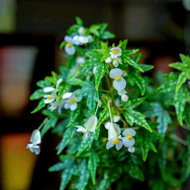 Begonia dregei