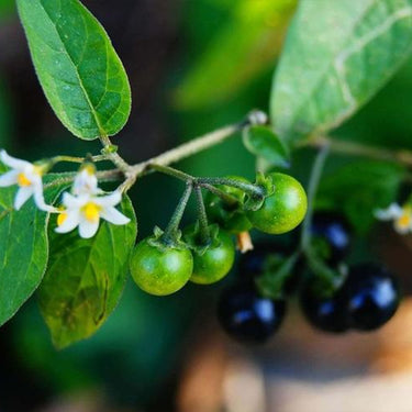 Black Nightshade