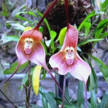 Orchid-Dracula Simia