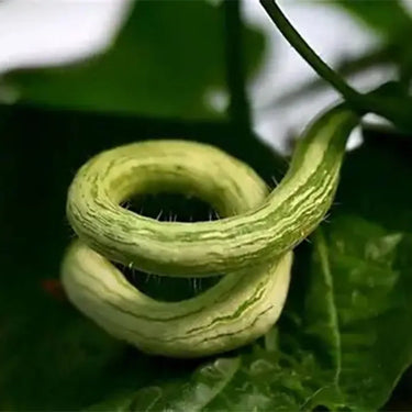 Snake Gourd