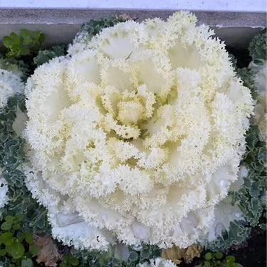 Ornamental Kale Seeds-Nagoya White