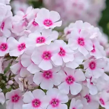 Phlox Seeds-Moonlight (Pale Yellowish White)