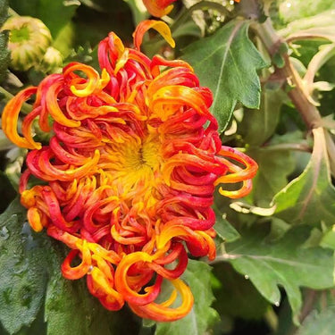Hardy Four-Season Chrysanthemum Seeds - Orange-Yellow