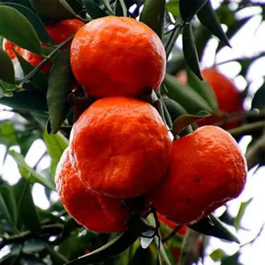 Red Tangerine