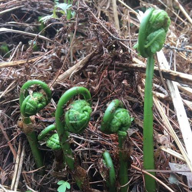 Bracken Fern