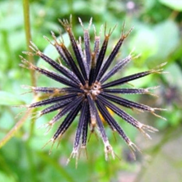 Beggarticks