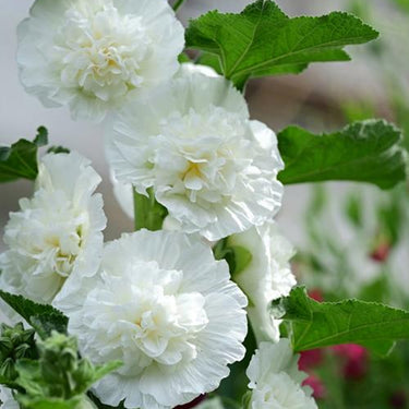 Hollyhock Seeds-Champagne