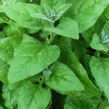 New Zealand Spinach