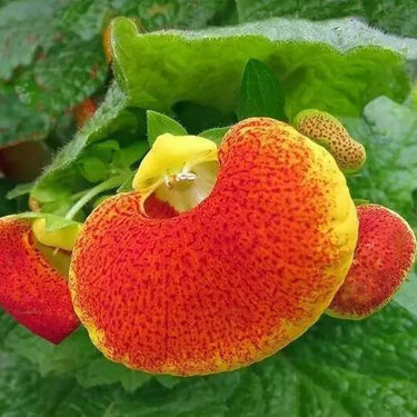 Calceolaria Seeds Orange-Red Bicolor