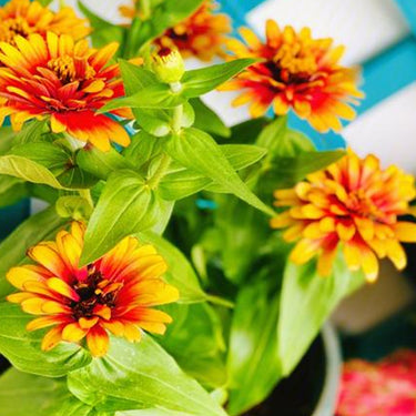 Zinnia Seeds-Short Stuff