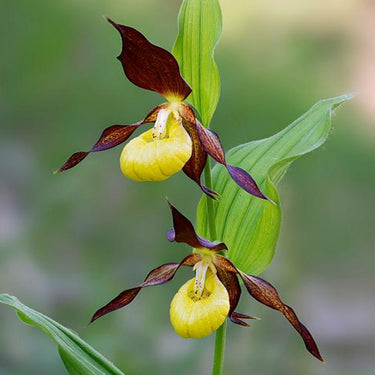 Cypripedium Calceolus