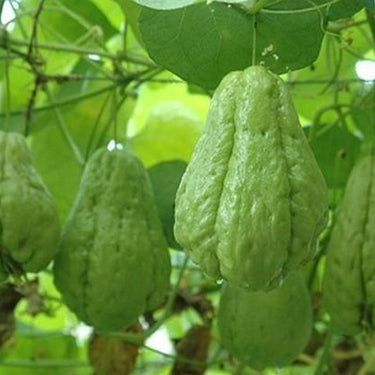 Chayote Seeds