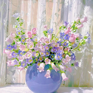 Mixed Color Campanula Seeds