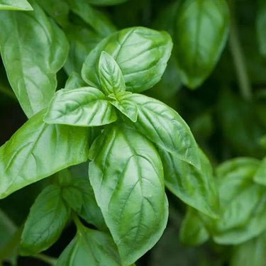 Basil, Pesto Party