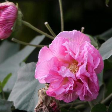 Hibiscus Seeds-Rosy Clouds