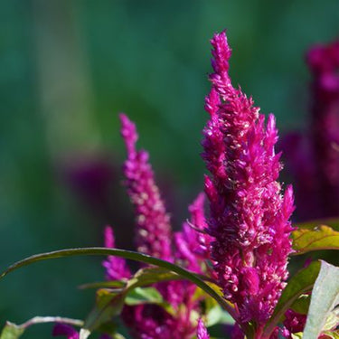 Celosia Cristata Seeds-Purple Spear