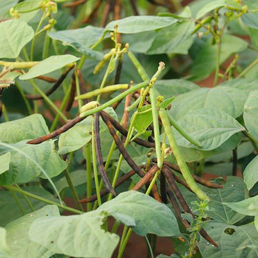 Mung Bean