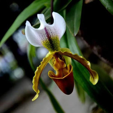 Paphiopedilum Villosum Seeds - White Bronze Apricot Orange