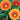 SunFlower Seeds-Gazania Rigens Treasure
