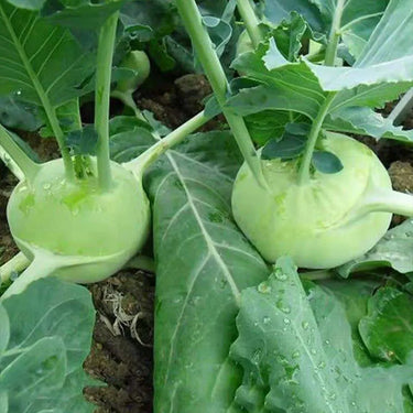 Kohlrabi
