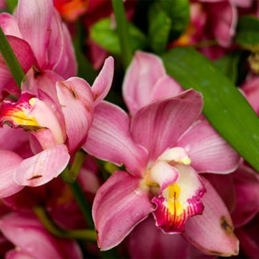 Cymbidium Hybridum