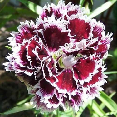 Carnation Seeds-Odessa