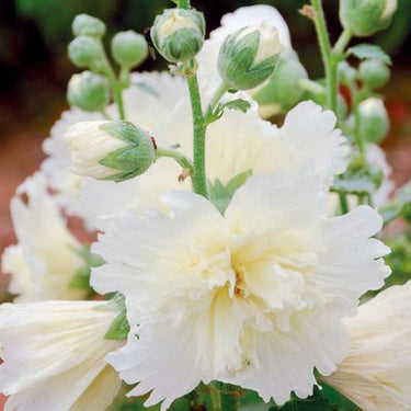 Hollyhock Seeds - Bridal White