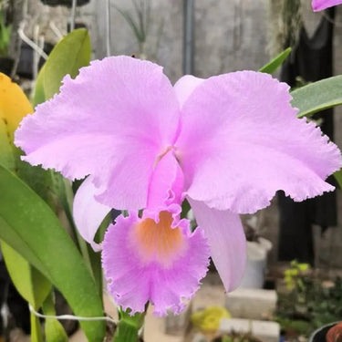 Cattleya Pink Hybrid Seeds