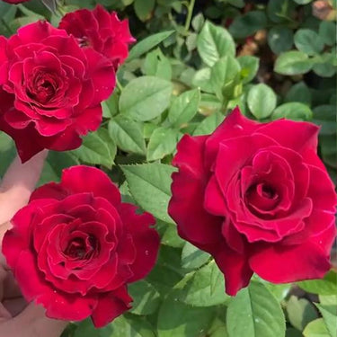 Black Baccara Rose Seeds