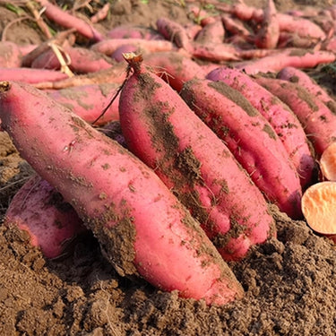 Sweet Potato Heart Fragrance