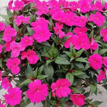 Solarscape Magenta Bliss Interspecific Impatiens Seeds