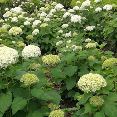 Tree Hydrangea
