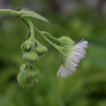 Annual Fleabane