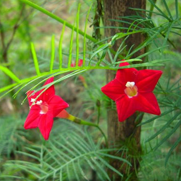 Cypress vine