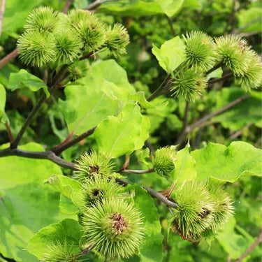 Burdock Seeds