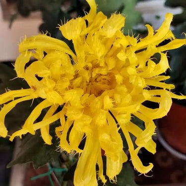Chrysanthemum Seeds-Burr