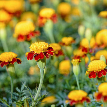 Marigold Seeds-Bonanza Flame