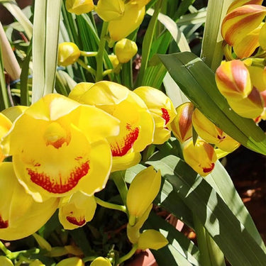 Cymbidium Goeringii