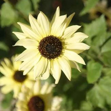 Sunflower Seeds-Italian white wine