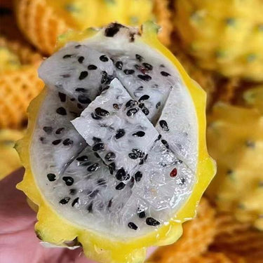 Yellow Dragon Fruit Seed – Rare Color Pitaya Fruit Sweet Juicy Fruits