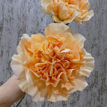 Carnation Seeds-Cheese