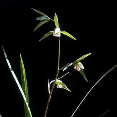 Cymbidium Kanran