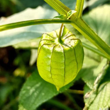 Perennial Cape Gooseberry – Physalis Peruviana Goldenberry Fruit Plant